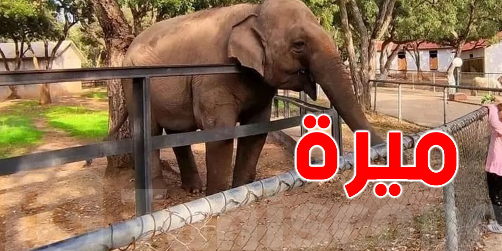 شنوا حكاية الفيلة ''ميرة'' ؟