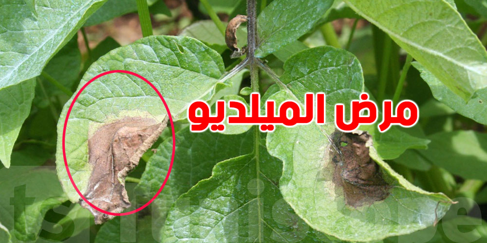 شنّوة هو مرض ''الميلديو'' الي حذّرت منه الوزارة الفلاحيين التوانسة؟