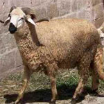 Ministère du Commerce : Une baisse des prix des moutons entre 20 et 50 dinars ...