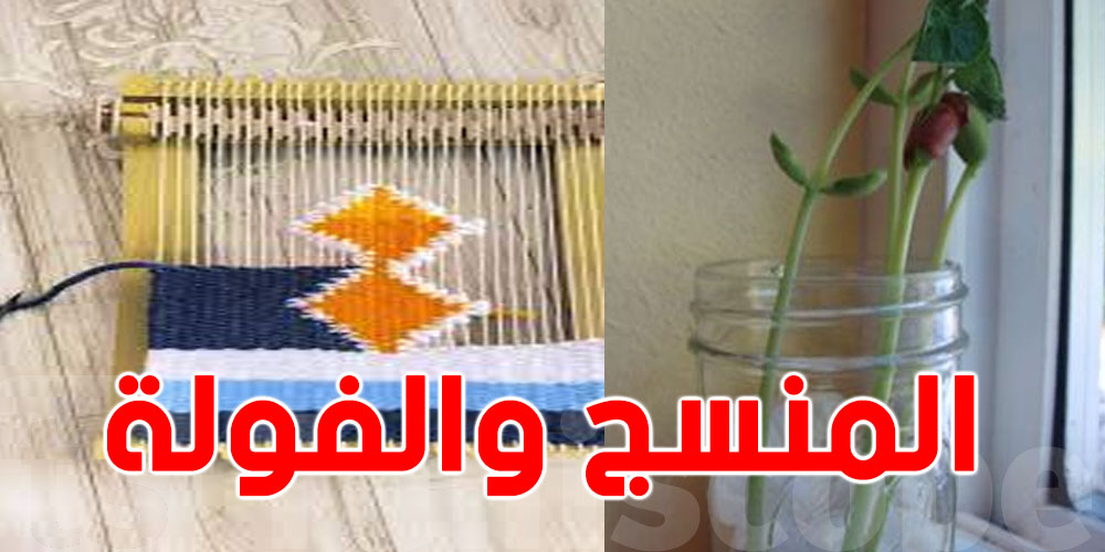 عاجل-شوف الجديد: نبتة الفول والمنسج ماعادش مشاريع جاهزة!