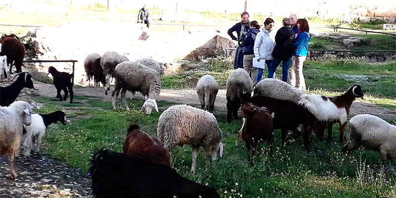 Photo du jour : Les Moutons de Carthage 