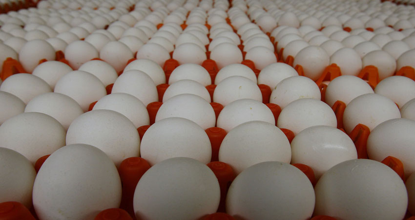 حجز 6000 بيضة في المنستير