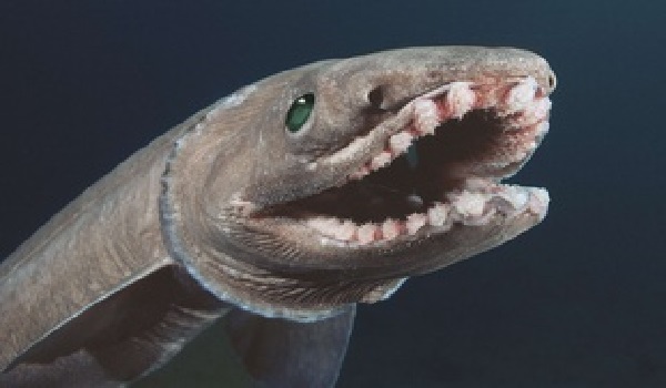 Un requin-monstre à 300 dents découvert au Portugal