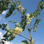 L'arbre 'Moringa' originaire de l'inde planté, pour la premiere fois, à Ben Arous