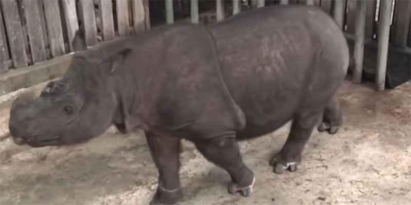 نفوق آخر وحيد قرن سومطري ذكر في ماليزيا