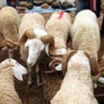 Les 12 points de vente des moutons de l’Aïd