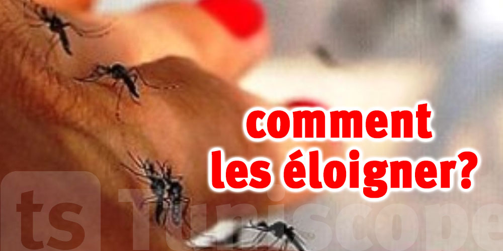 Repoussez les moustiques et profitez de l'été en toute tranquillité !