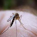 Sadok Amri : Des actions ont été mises en place pour lutter contre les moustiques 