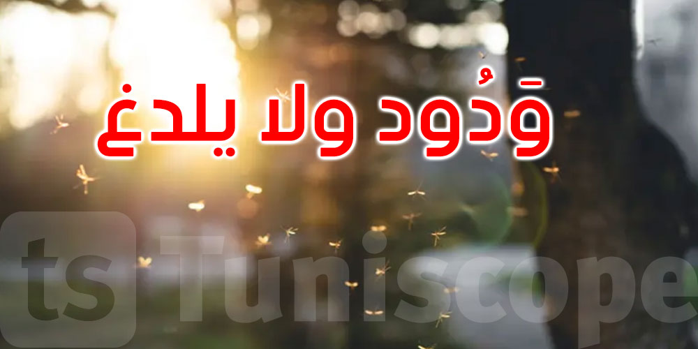 ودود ولا يلدغ: إطلاق مئات آلاف البعوض المعدل وراثيا