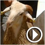 En vidéo : arrivée des moutons importés d’Espagne