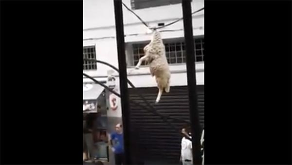 بالفيديو: خروف معلق بأسلاك كهرباء بين الأرض والسماء!