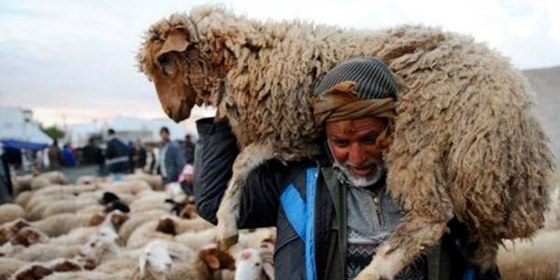 Le secteur de l’élevage peut disparaitre en Tunisie 