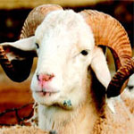 Zaghouan : 12 700 moutons disponibles à des prix entre 300 et 450 DT