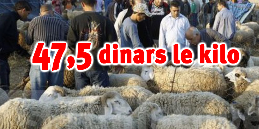 Aïd Al Adha Prix d’un mouton 47,5 dinars le kilo