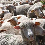 La voix des Agriculteurs met en garde contre une nouvelle transaction d’importation de moutons 