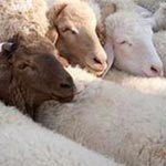 Mohamed Ben Salem insiste et annonce l’importation de 15 mille moutons 