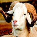 3id El Idh7a, on en parle déjà !