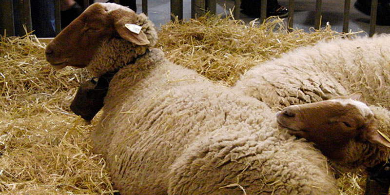 100 moutons atteints de la maladie de la langue bleue à Sousse 