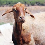 Le prix du kilo de mouton entre 5,7 et 6,3 dinars