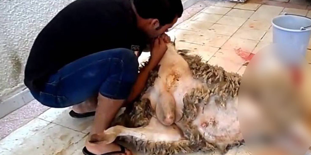 طبيب بيطري يدعو الى تجنب نفخ الأضحية عن طريق الفم