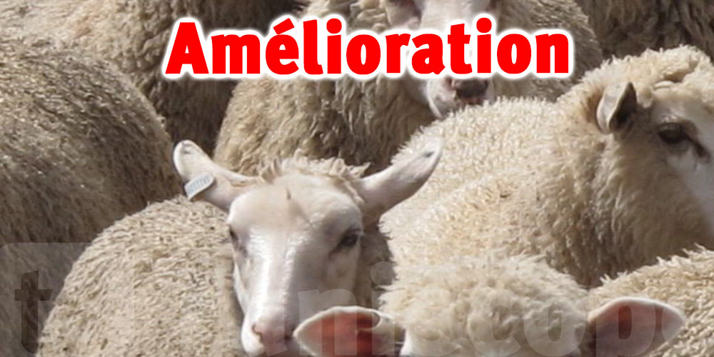 Béja-Marché du bétail : Amélioration de l’approvisionnement en moutons