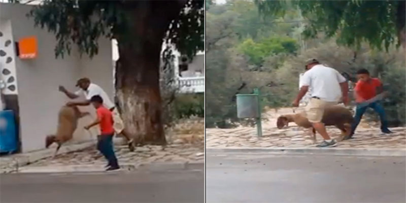 La vidéo d’un mouton roué de coups par un homme et un enfant provoque l’indignation