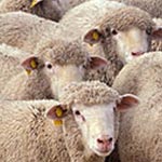 Ministère du Commerce : Les moutons importés de Roumanie ne sont pas malades