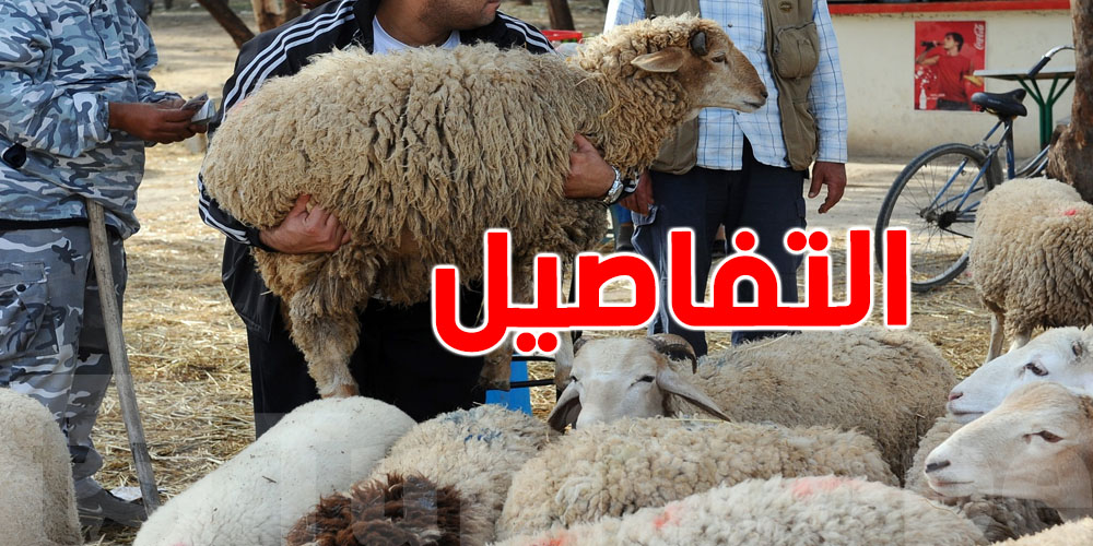 استعدادات عيد الأضحى: رقابة بيطرية في منوبة