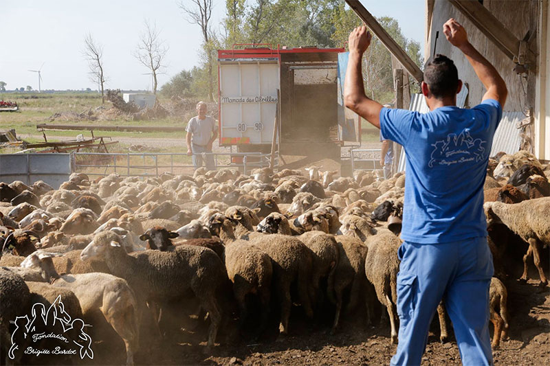 mouton-230818-1.jpg