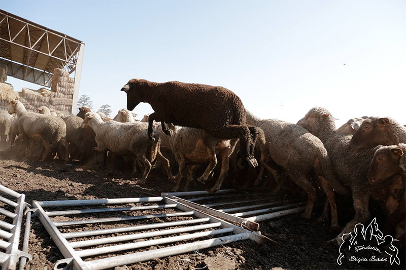 mouton-230818-2.jpg
