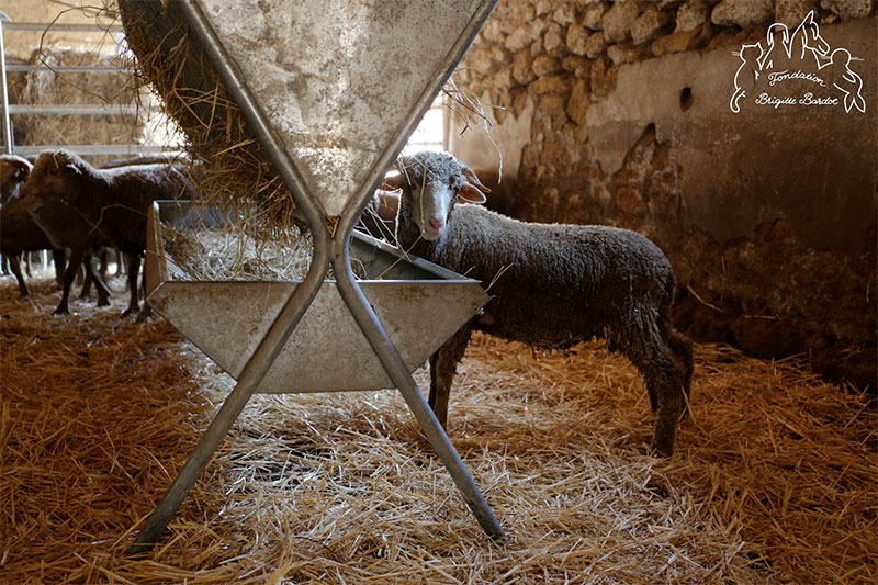 mouton-230818-4.jpg