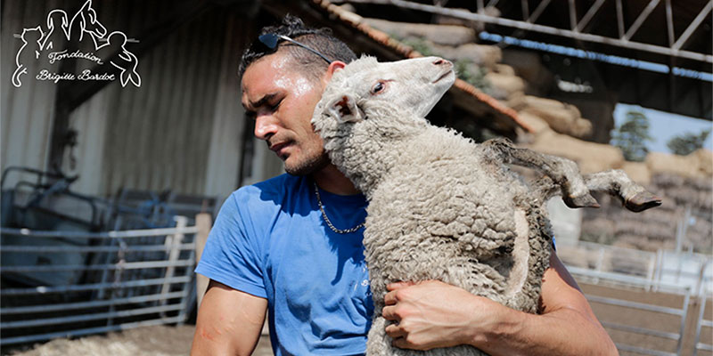 En photos : 650 moutons sauvés par la Fondation Brigitte Bardot pendant l’Aïd Al-Adha