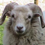 Une délégation spéciale part en Roumanie pour superviser l’importation de 100 mille moutons