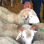 350 dt est le prix d’un mouton d’Espagne