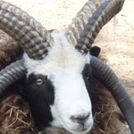 L’attraction du jour : Le mouton à 4 cornes de Sidi Bouzid