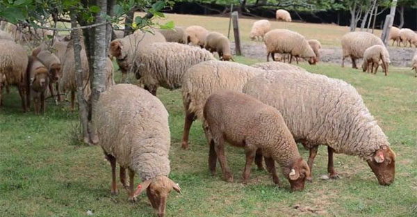 الكاف: حجز 40 رأس غنم من السلالة الأجنبيّة مهرّبة من القطر الليبي