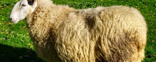 mouton-5092012-1.jpg
