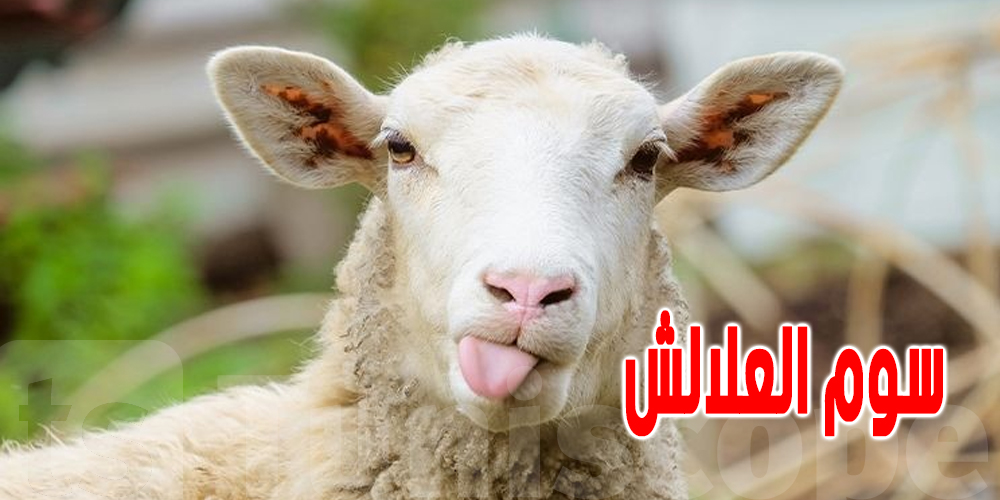  تونس : تحديد سعر مرجعي ''لعلوش العيد'' لهذا العام