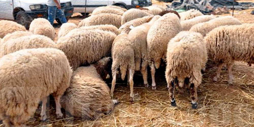 Moutons de l'Aïd : le kilo ne dépasse pas 60 dinars à la source