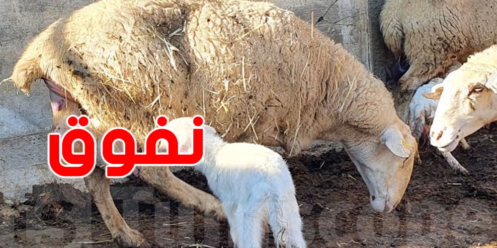خطأ في certificat  يتسبب في نفوق 40 نعجة...شنوّة الحكاية؟ 