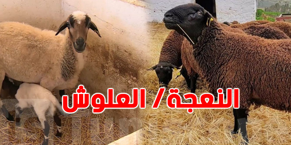 شنّوة الفرق بين لحم ''العلوش'' ولحم ''النعجة؟