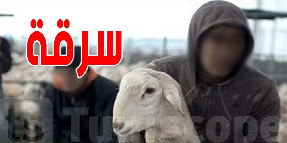 بنزرت : إماطة اللثام عن عملية سرقة قطيع من المواشي