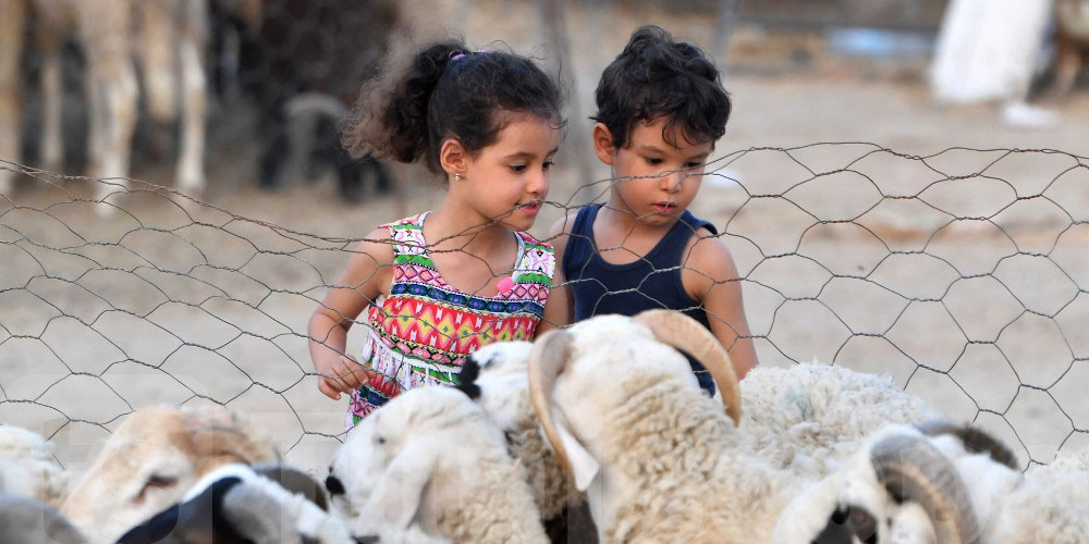 ما تغامرش بفلوسك... كيفاش تعرف أضحية العيد السليمة؟