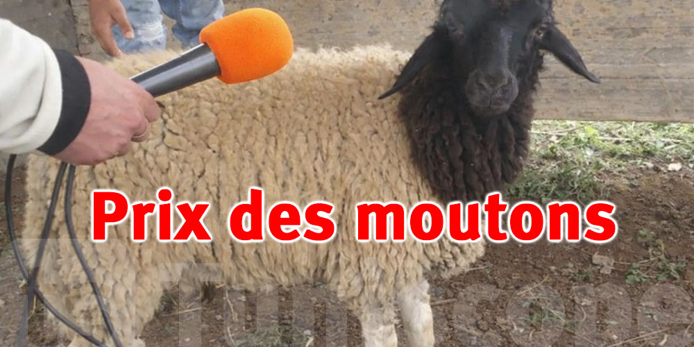 Tunisie : les prix des moutons de sacrifice choquent les citoyens, jusqu’à 1 500 dinars
