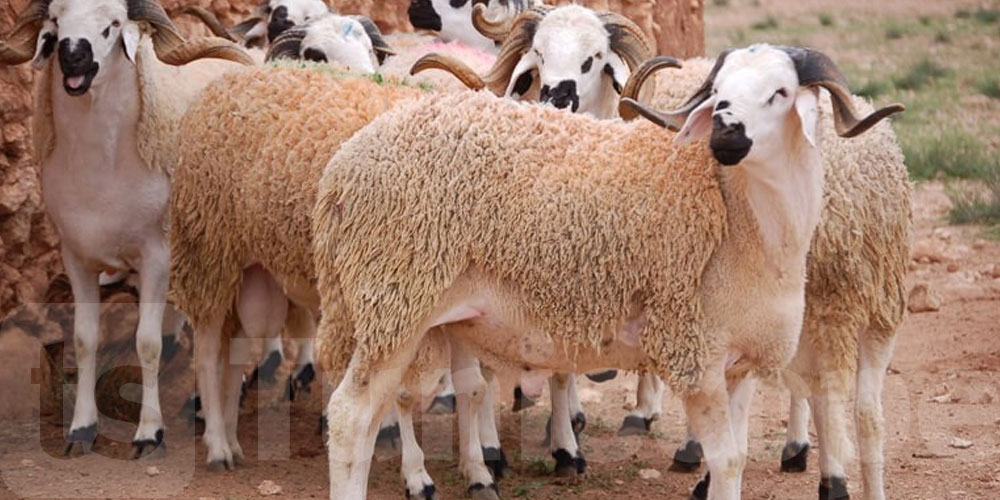   نائب بالبرلمان يدعو إلى مقاطعة شراء الأضاحي: الأسباب