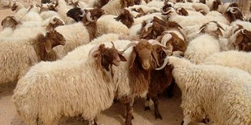 Un million 500 mille têtes de moutons de sacrifice disponibles pour l'Aid