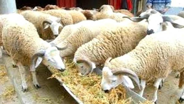 350 vétérinaires au service des acheteurs des moutons de l’Aïd