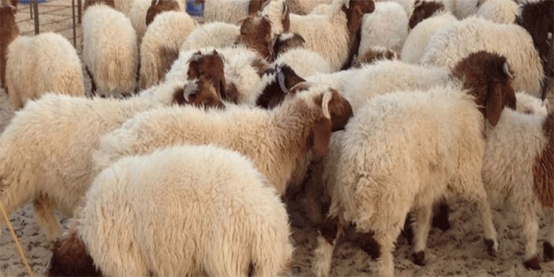 ديوان الإفتاء يوضح كيفية ذبح الأضحية