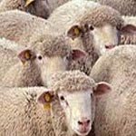 L’union des agriculteurs : Ne boycottez pas nos moutons