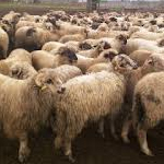 Contrebande : saisie de 58 moutons roumains venant de Lybie